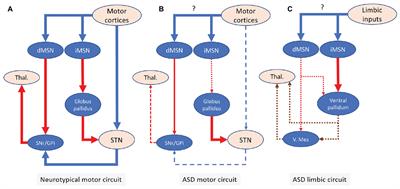 The cortico-striatal circuitry in autism-spectrum disorders: a balancing act